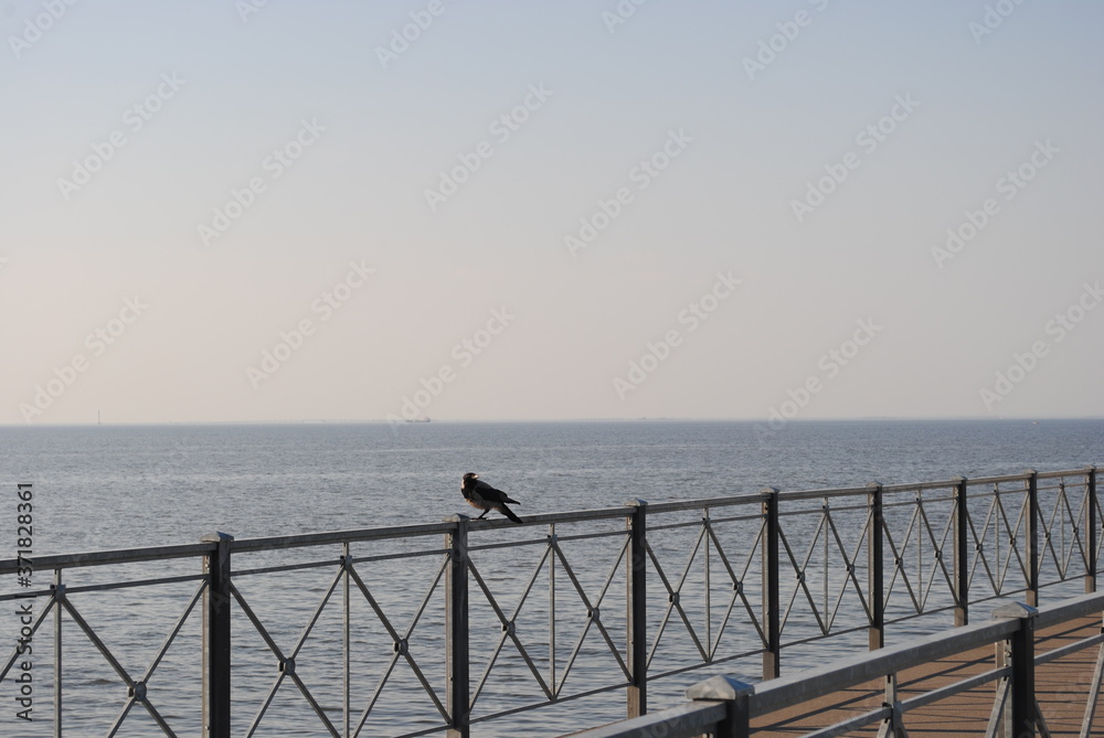 bird on the pier by the sea