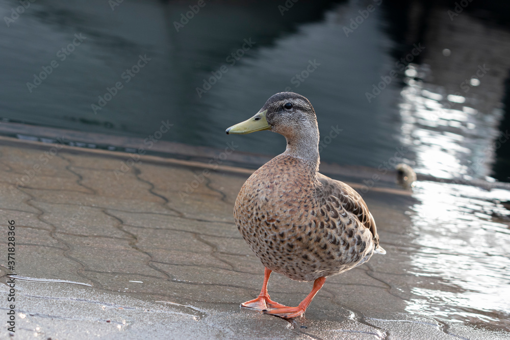 Fototapeta premium Angled view of a female mallard duck (Anas platyrhynchos) on the sidewalk in Tobermory port