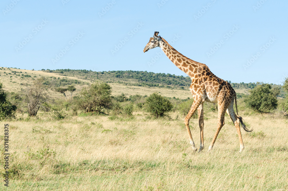 Fototapeta premium Masai giraffe (Giraffa Camelopardalis Tippelskirchii) walking in Maasai Mara National Reserve, Kenya