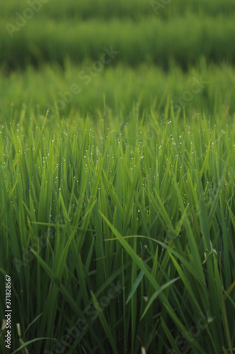 rice field in thailand