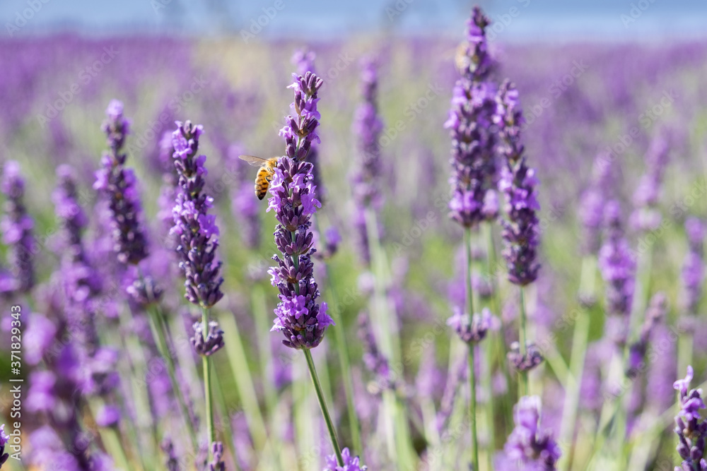 Bee on lavender flower at beautiful lavender fields Bee on lavender flower at beautiful lavender fields