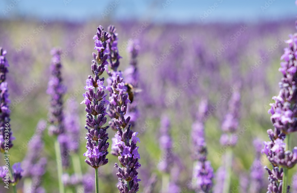 Obraz premium Close up of lavender flower at beautiful lavender fields