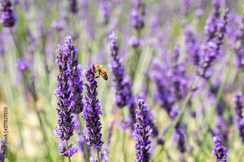 Bee on lavender flower at beautiful lavender fields