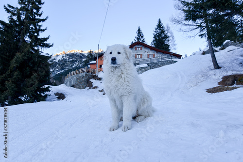 a big Maremma dog sitting on the snow