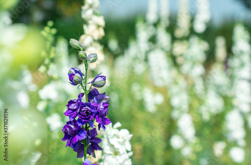 Closeup of delphiniums flowers  in field at Wick, Pershore, Worcestershire, UK photo