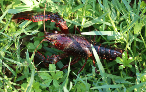 Louisiana red shrimp predatory freshwater crustacean