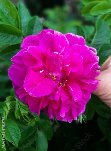 close up selective focus purple peony flower on a blurred green background. purple peony flowers blooming in the garden. Peony grade Snow Cloud. The concept of spring.