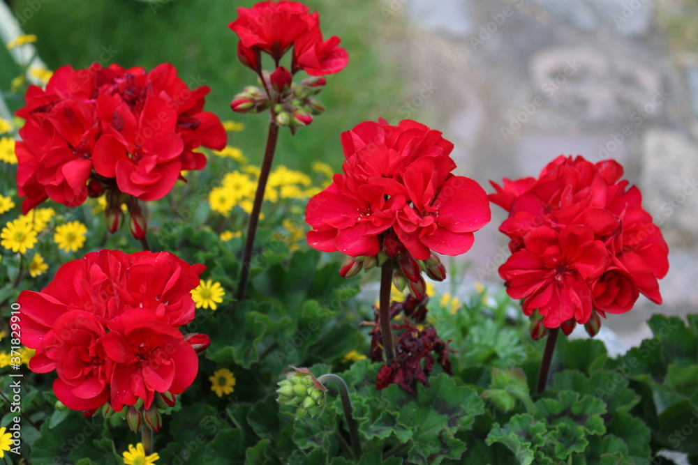 Blumen Blumen