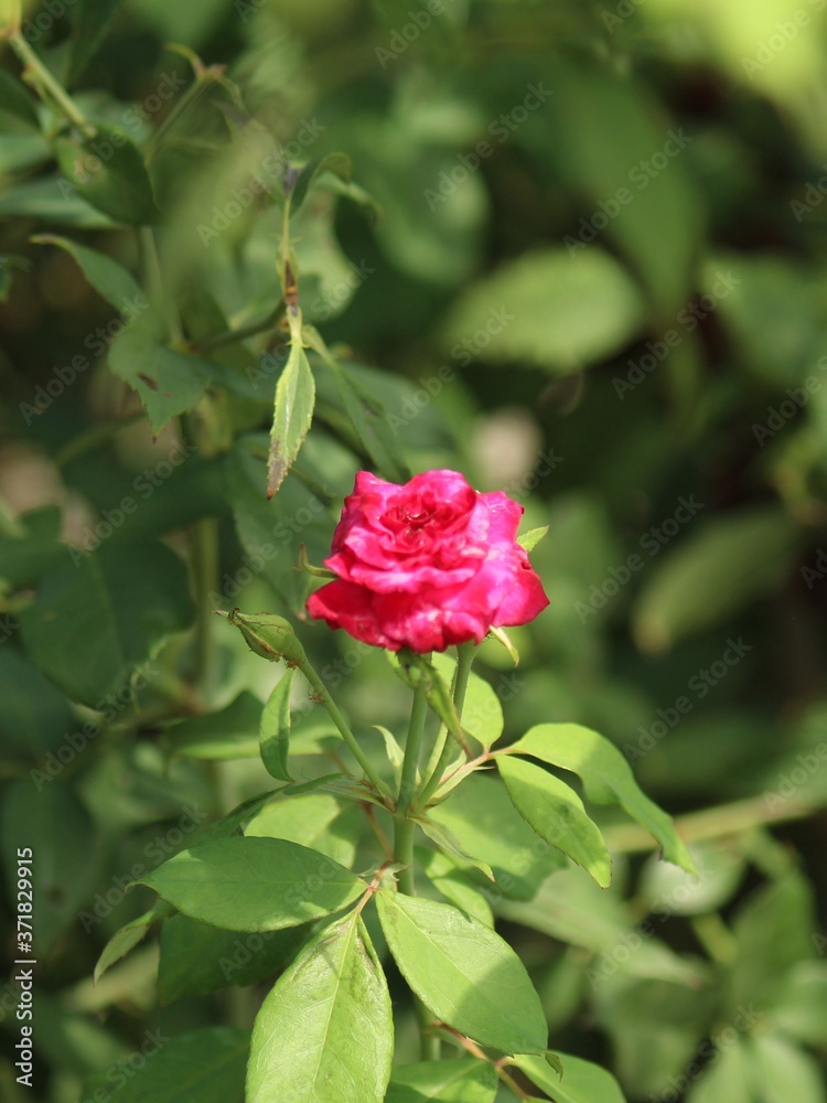 pink rose on green background pink rose on green background