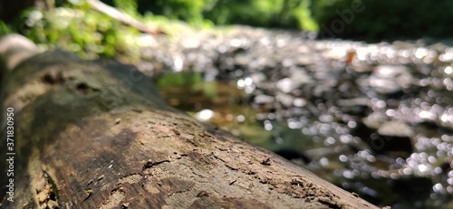 Tree in the Stream