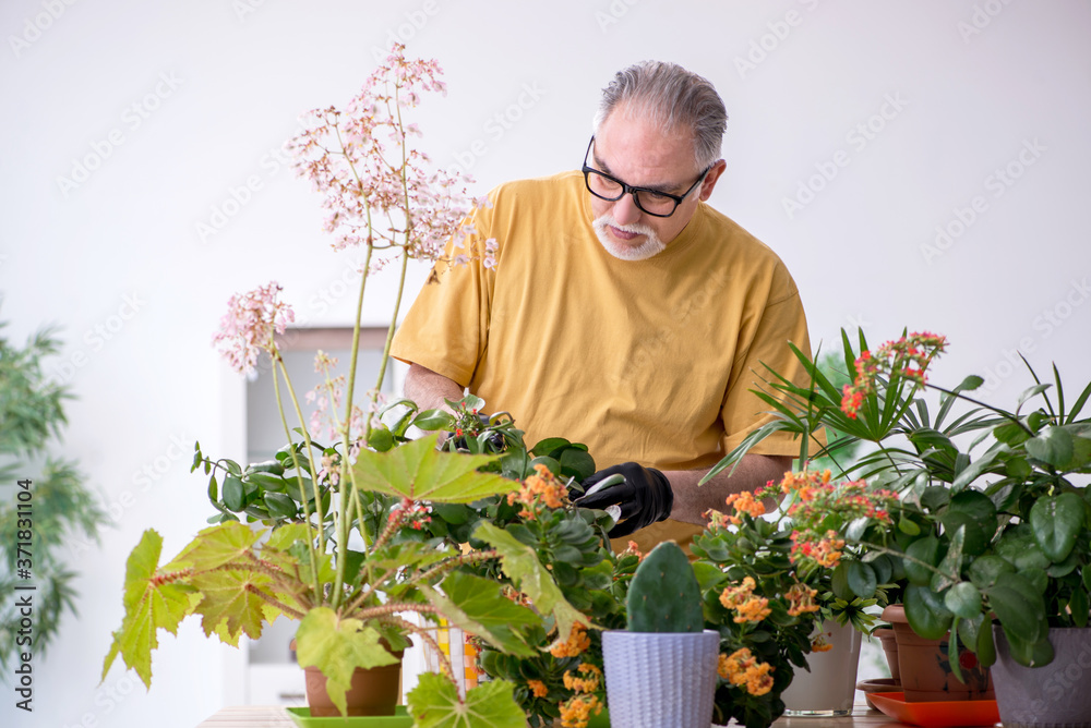 Old male gardener with plants indoors