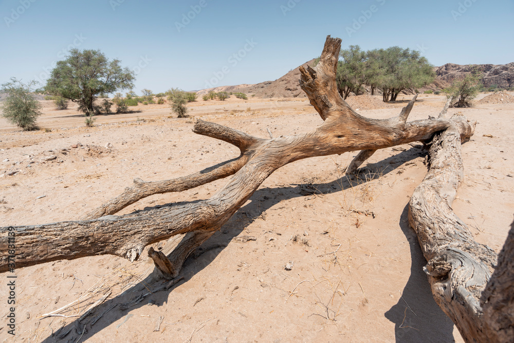 dead tree in desert