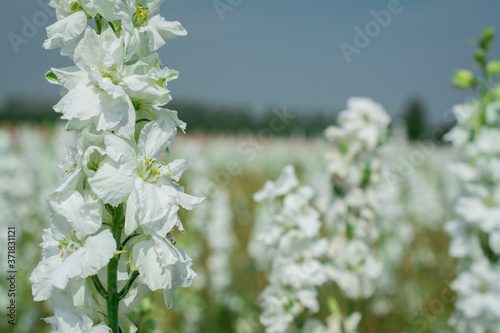 Closeup of delphiniums flowers  in field at Wick, Pershore, Worcestershire, UK photo