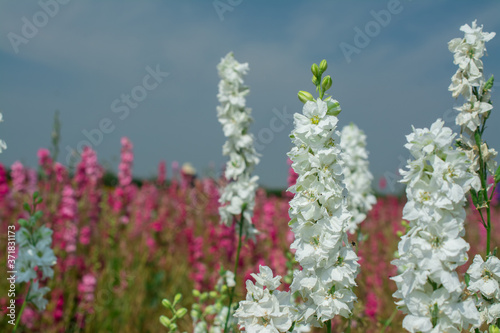 Closeup of delphiniums flowers  in field at Wick, Pershore, Worcestershire, UK photo