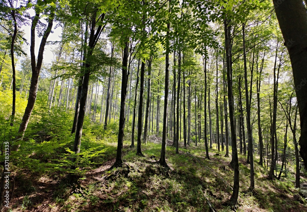 Obraz premium Sunny Summer Forest