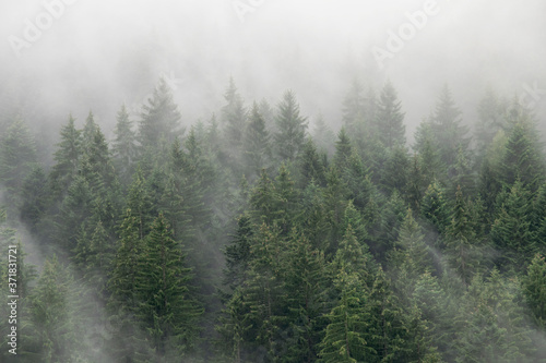 Misty forest 