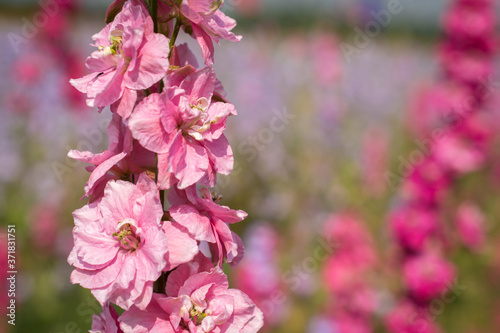 Closeup of delphiniums flowers  in field at Wick, Pershore, Worcestershire, UK photo