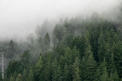 Fototapeta Naklejka Na Ścianę i Meble -  Misty forest 