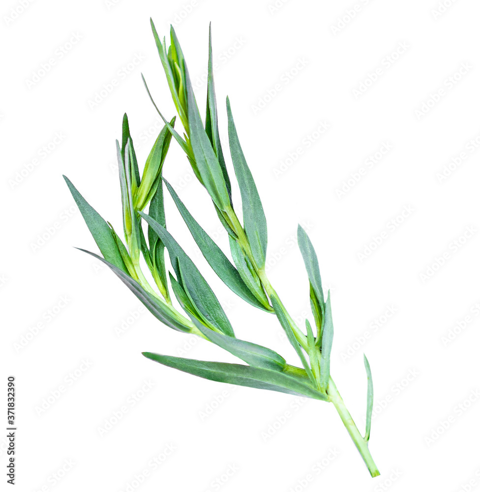 Tarragon herbs close up isolated on white background. Top view Tarragon herbs close up isolated on white background. Top view