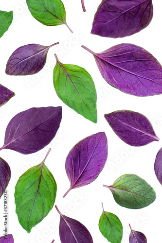 Creative layout made of Basil herb leaves isolated on white background. Flat lay, top view. Purple and green Basil. Food pattern..