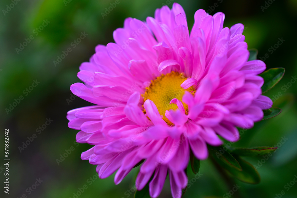 Large Aster flowers red and white in the garden Large Aster flowers red and white in the garden