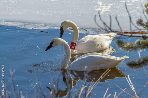 Fototapeta Naklejka Na Ścianę i Meble -  Two trumpeter swans swimming in a river near Sunriver, Oregon.  One swan has an identification tag around its neck.