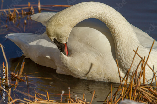 Fototapeta Naklejka Na Ścianę i Meble -  A trumpeter swan preening its fethers in a river near Sunriver, Oregon.