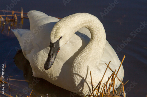 Fototapeta Naklejka Na Ścianę i Meble -  A trumpeter swan swimming in a river near Sunriver, Oregon.