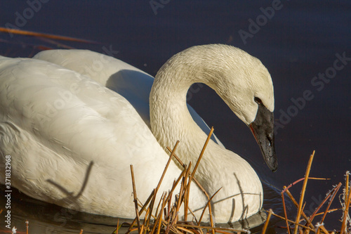 Fototapeta Naklejka Na Ścianę i Meble -  A trumpeter swan swimming in a river near Sunriver, Oregon.