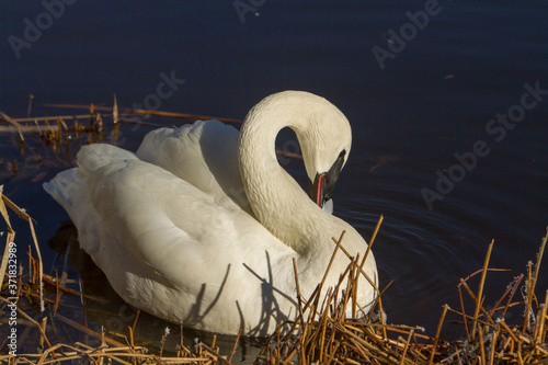Fototapeta Naklejka Na Ścianę i Meble -  A trumpeter swan pereening its fethers in a river near Sunriver, Oregon.