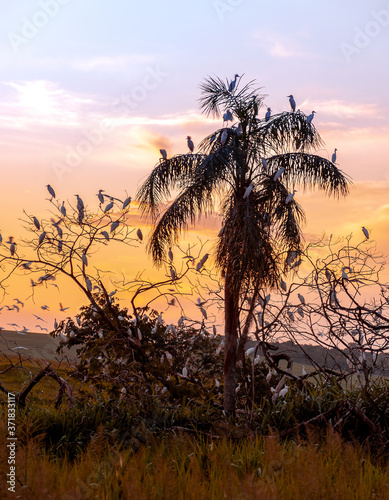 palm tree at sunset