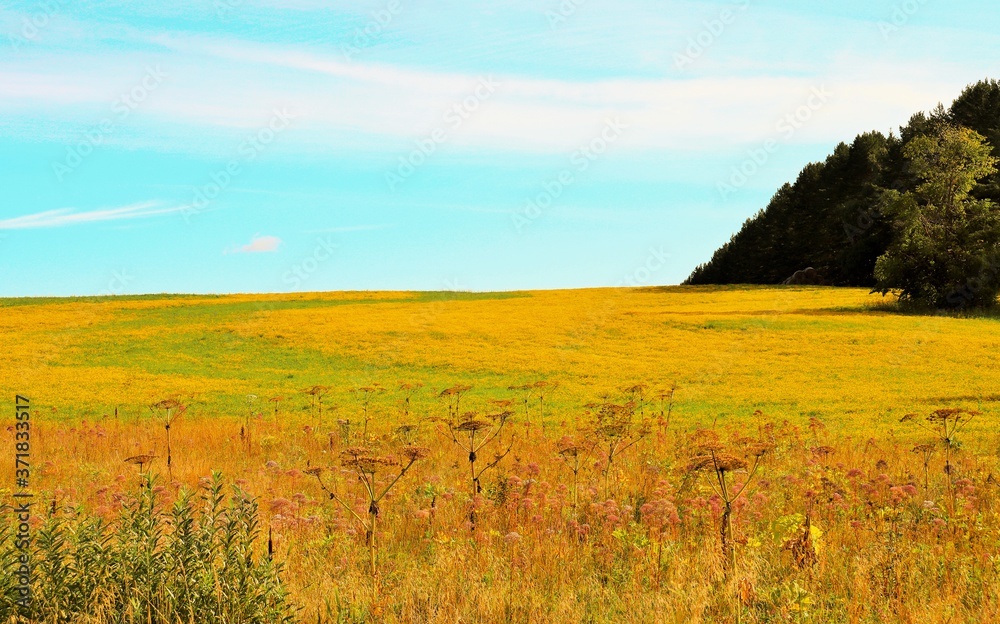 Agricultural crop in the field near the forest blooms in bright yellow
