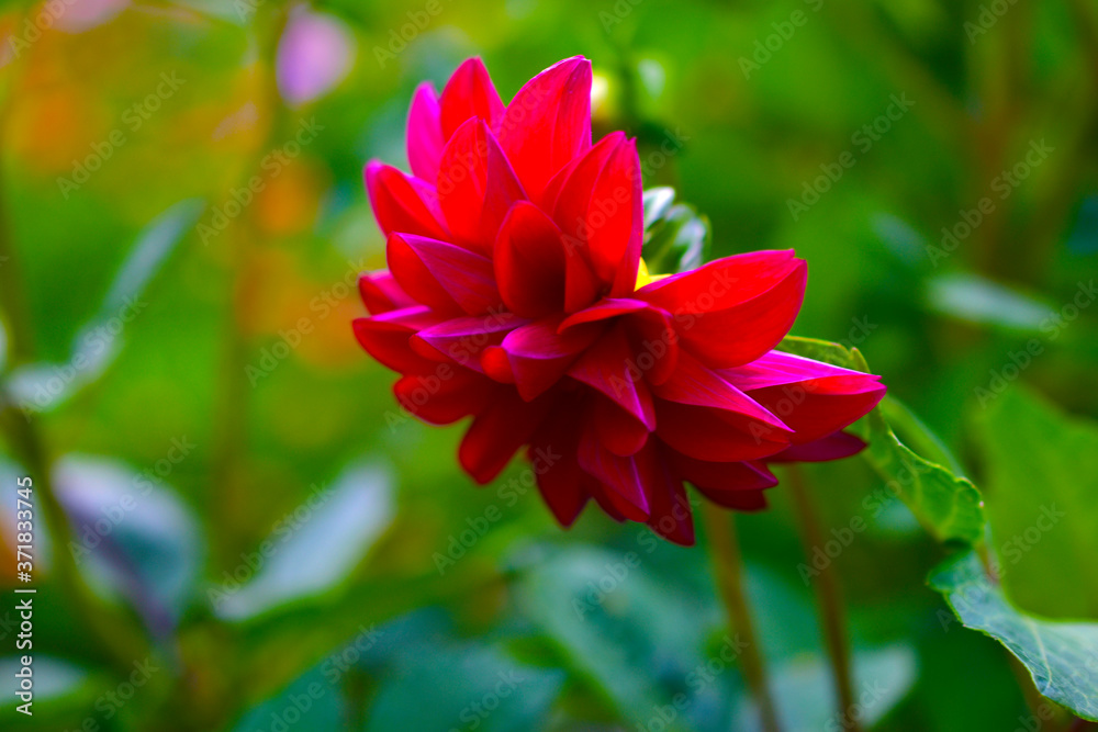 Bright red Dahlia Riverdale in the garden on a Bush Bright red Dahlia Riverdale in the garden on a Bush