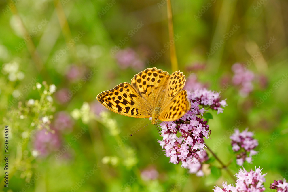 Obraz premium Kaisermantel auf einer Dost Blüte Argynnis paphia