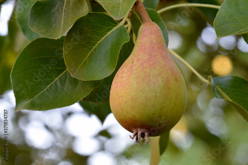 Common Pear 08