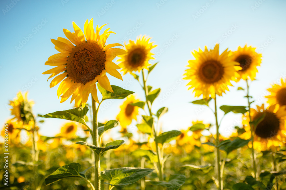 Obraz premium summer beautiful golden sunflower field