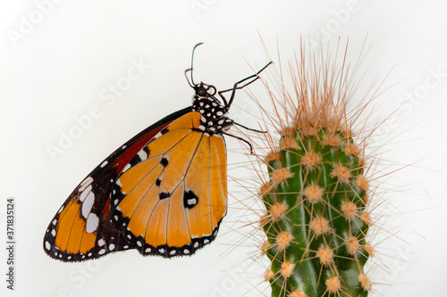 Macro shots  Beautiful nature scene. Closeup beautiful butterfly sitting on the flower in a summer garden.