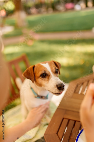 The dog sits on a chair at the table outdoors with the owner.