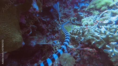 underwater venomous coral reef snake hunting for a prey

