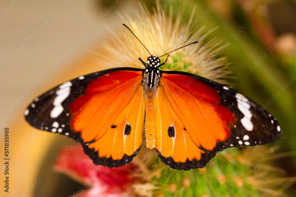 Naklejka premium Macro shots, Beautiful nature scene. Closeup beautiful butterfly sitting on the flower in a summer garden.