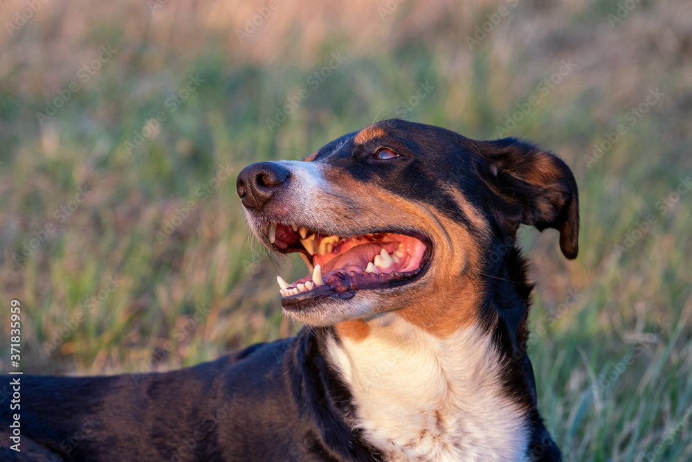 dog lying in the grass outdoors in sunset,Appenzeller Sennenhund