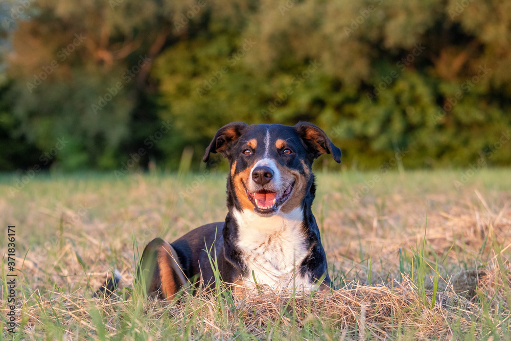 dog lying in the grass outdoors in sunset,Appenzeller Sennenhund dog lying in the grass outdoors in sunset,Appenzeller Sennenhund