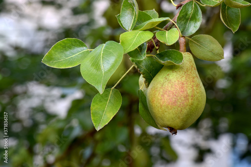 Common Pear 09