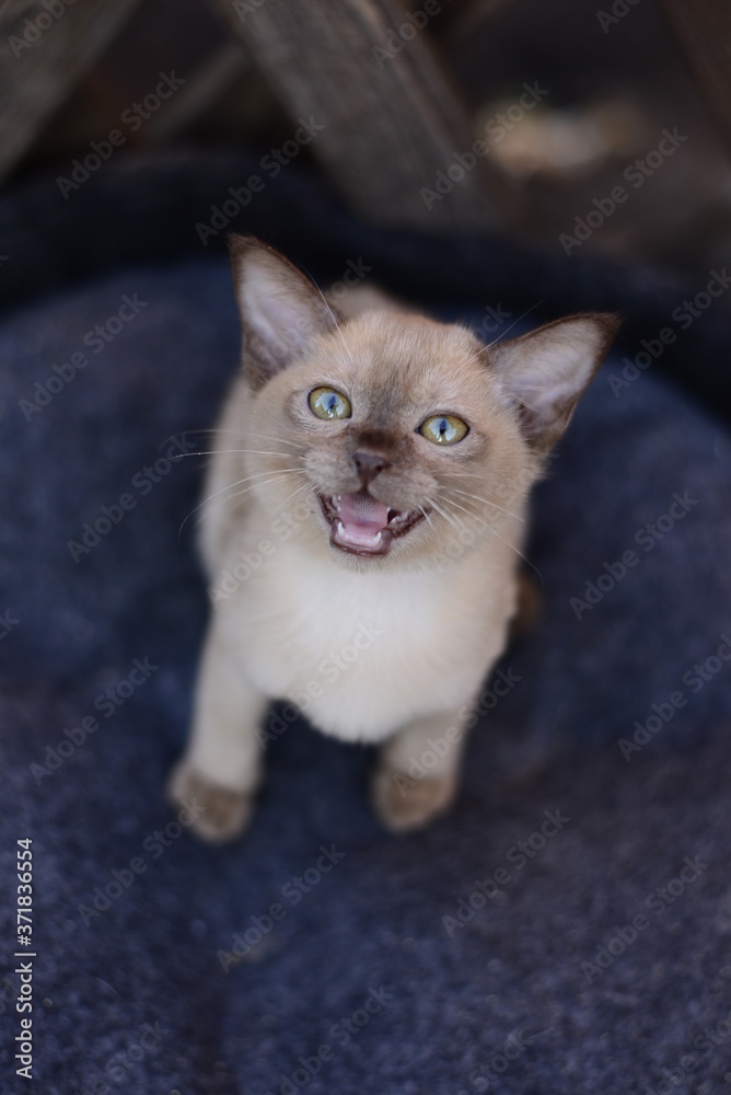 Fototapeta premium kitten scottish british cat burma munchkin animals