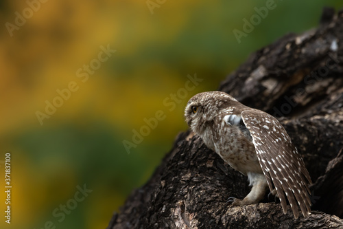 A Spotted Owlet spreading its wing