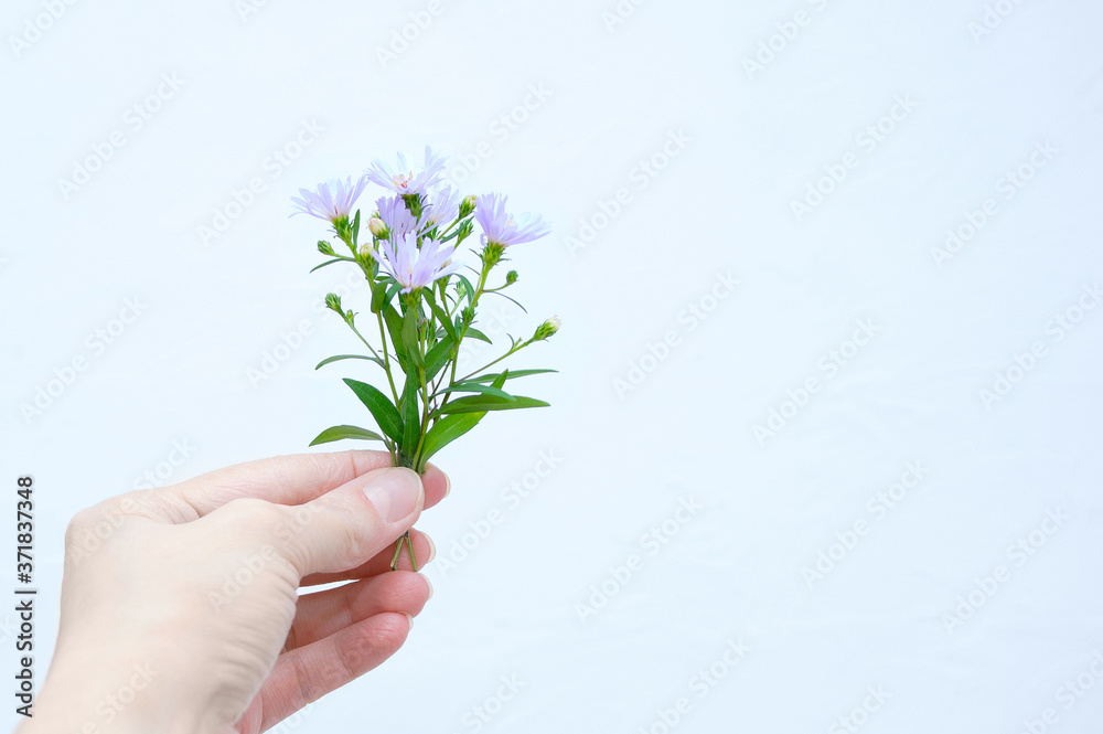 A small bouquet of purple wild wildflowers in hand of a Caucasian woman close-up. A small bouquet of purple wild wildflowers in hand of a Caucasian woman close-up.