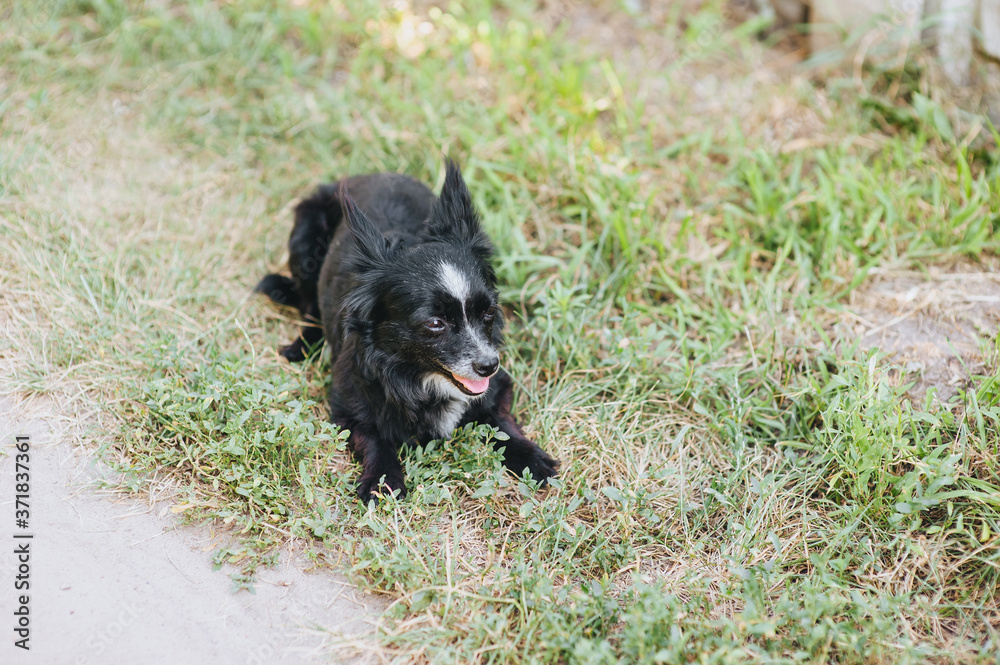 A beautiful black and white purebred dog, a mongrel lies on the grass, nature in the village, resting from the summer heat. A beautiful black and white purebred dog, a mongrel lies on the grass, nature in the village, resting from the summer heat.