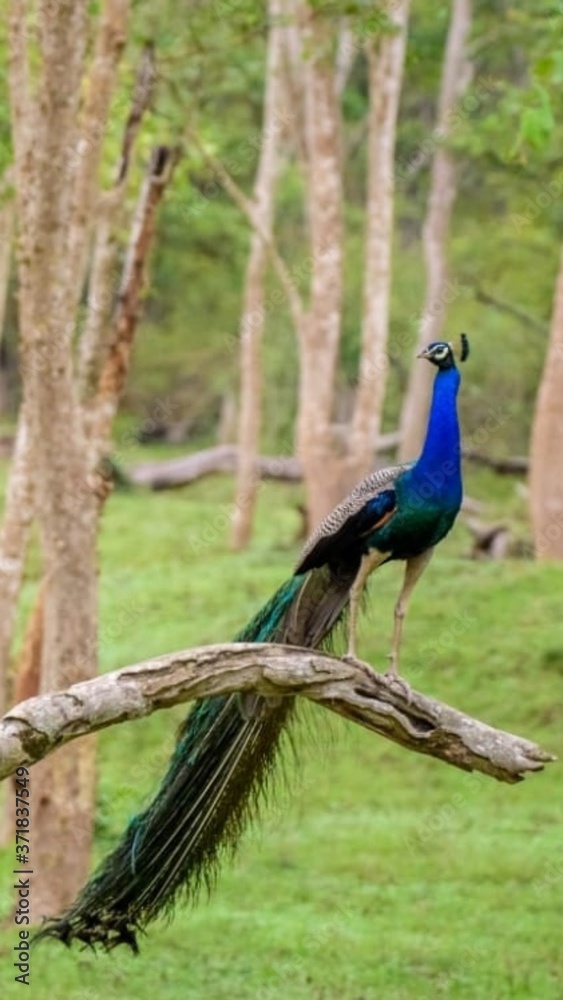 Fototapeta premium peacock in the park