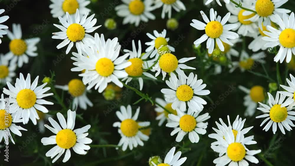 Blooming daisies close-up and swaying in the wind as a background
