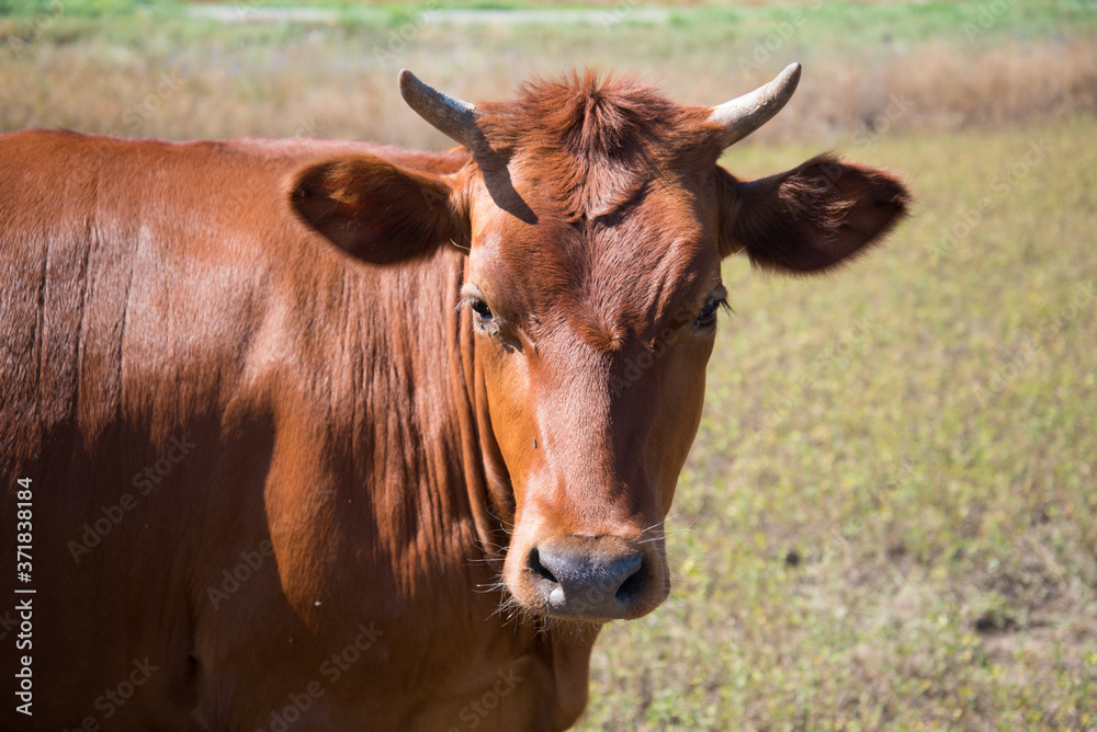 Portrait of a red cow. Cow close-up, the animal looks closely at the camera. Blood-sucking insects and flies.